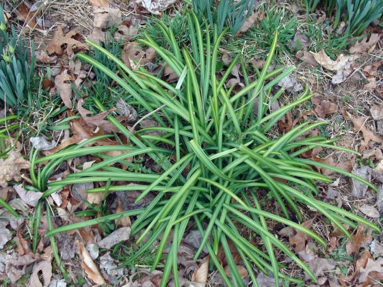The basal leaves of naked ladies
